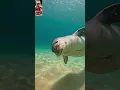 Download Lagu dugong.hewan laut#ocean #animals #faktaunik #orca #shark #music #explore