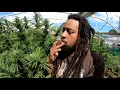 Prince Far-I Plant Up (RASTA) [4K]