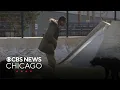 Chicago pet owners confused after microchip company closes