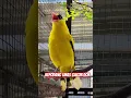 Download Lagu Suara kepodang #kepodanggacor #aviary #kepodangemas #kepodang #aviarymini