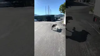 #fyp #doberman #pets #vlog #dream