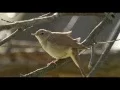 Download Lagu A Nightingale's Song - 1 Hour of Beautiful birdsong