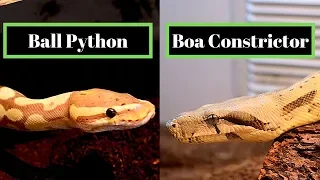 Download Ball Python Vs Boa Constrictor | Best Beginner Snake Challenge MP3