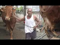 Download Lagu TERBORONG, Sapi - Sapi Indukan Jumbo Abah Atim Pamit‼️