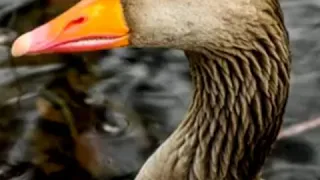 اصوات البط البري 