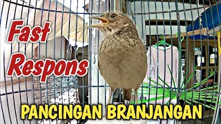 Pancingan Branjangan Agar cepat Gacor Dan Rajin Bunyi