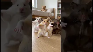 اغنية  رحمة محسن ياحظ ليه             اكسبلور         حالات واتس  ارقص                     رحمة محسن دندنها