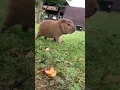 Download Lagu Capi chiquito#capibara #capybara #carpincho