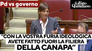 Serracchiani vs governo: "Con la vostra furia ideologica avete fatto fuori la filiera della canapa"