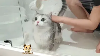 فيديو مضحك لقطط تستحم Cats Taking A Shower 