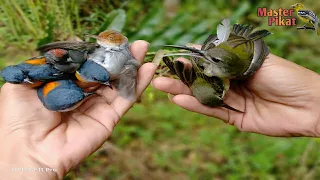  pikat burcil dulu kita bossku belum berani masuk hutan karena musim hujan