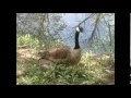 What do Canada Geese eat