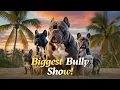 American Bully Dog Show 2026 Jacksonville Bully Fest XL Pocket Micro French Bulldogs Tour