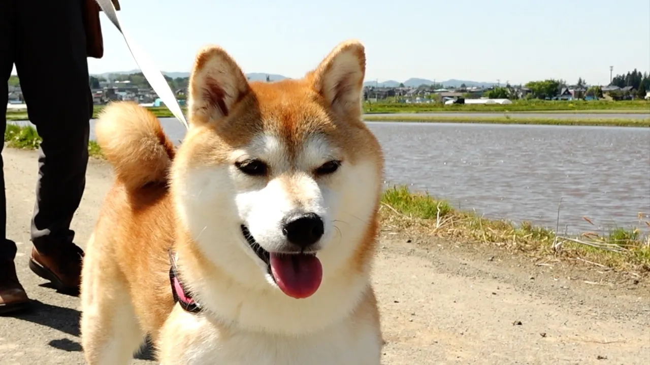 柴犬が滿足してくれた、その譯は・・・