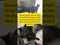 Day 3 of being displaced in the Spokane fires with 4 cats