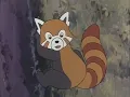 Download Lagu The Jungle Book: The Adventures of Mowgli episode 42 , 43 , 44 \u0026 45 Chikki a mongoose.
