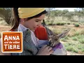 Download Lagu Boxen mit dem Känguru| Reportage für Kinder | Anna und die wilden Tiere