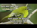 Download Lagu Suara pikat Burung cak lilin,cipoh untuk pemikat sangat ampuh!!!