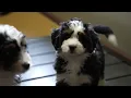 Yoder Valley Pets Breeder Petland Parma