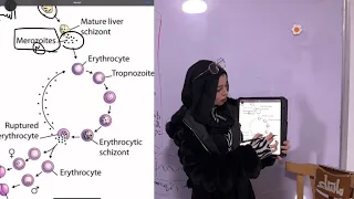 الصف الثالث الثانوي دورة حياة البلازموديوم ملاريا العائل الأساسي و العائل الوسيط 