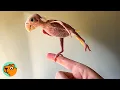 Download Lagu Tiny Bird With No Feathers Makes The Cutest Noises | Cuddle Buddies