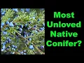 Eastern Redcedar Facts That Will Surprise You
