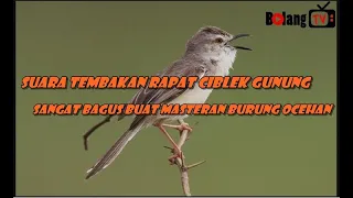 suara kicau tembakan cigun ciblek gunung masteran ocehan murai batu dsb