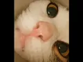 Download Lagu #cats#rtakabul #taktak #taktak#kimono#germany #azerbaycan #france#youtubeshorts #baby#youtube