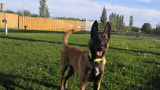 Dorin - Training with Mali Live Stream