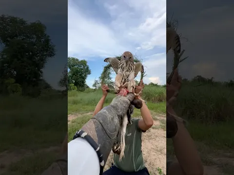 This Raptor Knows Exactly Where the Food Is! 🦅🔥 #wildlife