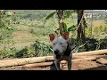 Download Lagu ANJING PEMBURU SADIS PAK RT DESA TALAGA MAJALENGKA !!! ADA PUPPIESNYA GAMAU DIJUAL !!!