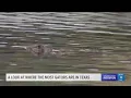 A look at where the most gators are in Texas