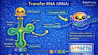 Transfer RNA tRNA