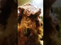 Download Lagu Loco is wearing the hat for 2 seconds 👀😂#funnypets#dogshorts#ytshorts#funny#cute