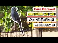 Download Lagu Tips Merawat Srigunting Abu Abu Ombyokan / Tangkapan Hutan !!