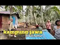 Lagu Mengintip kehidupan warga jawa diperkampungan pedalaman kalimantan