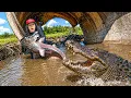 Giant Catfish was Attacked by a Gator He survived