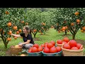 Lagu TIMELAPSE – Harvest Many Red Grapefruits \u0026 Tangerines | Countryside Garden to Market
