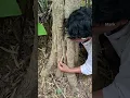 Lagu found a strange animal in the hole#trending #nature #bamboo1 #farming #bambooacademy #climbing