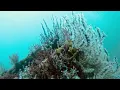 Citizen science survey of the fish count at Buckeye Reef off Steinhatchee Florida
