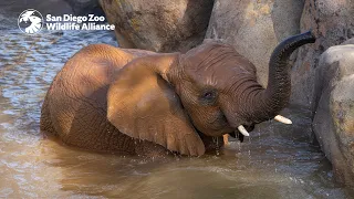 Meet the Herd: Qinisa | San Diego Zoo Safari Park