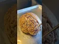Download Lagu Infections On the Human Brain