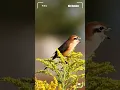 Download Lagu SADIS❗️Cendet Macan Gacor | Brown Shrike #birds #burunglangka #burungunik