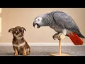 Lagu Funniest Talking Parrots That Will Make You Cry Laughing 🤣🦜