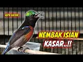 Lagu PANCINGAN KONIN GACOR FULL ISIAN ROLL TEMBAK MEWAH !! MASTERAN KOLIBRI NINJA BAHAN AGAR CEPAT EMOSI