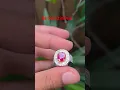 Download Lagu Natural Red Ruby H(a) 1.66 crt GRI LAB #gemstone #ruby
