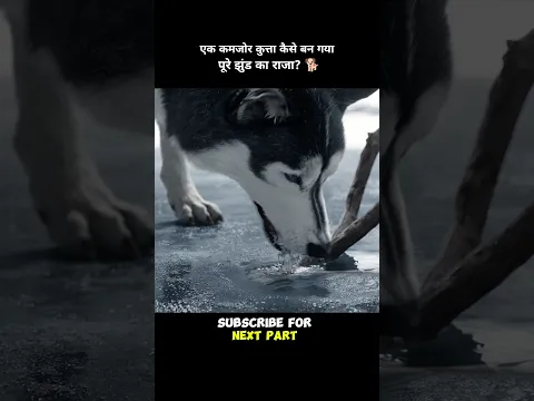 How did a weak dog become the leader of the entire pack? 🐕 #shortvideo