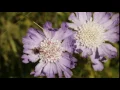 Alpine Meadow Flower With Bee - Stock Footage Hive 15511293