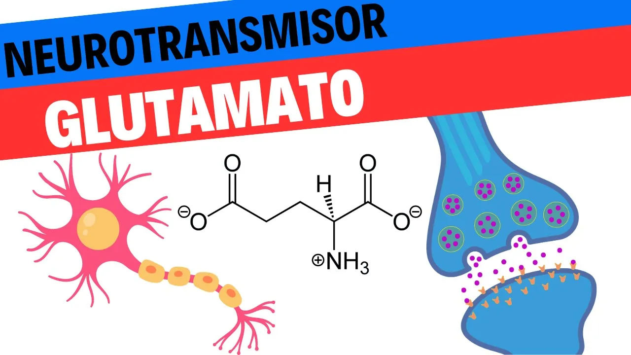 Fisiología del Glutamato. Neurociencias 8