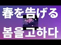 어차피 내일 세계는 멸망해🌏: yama - 봄을 고하다(春を告げる) [가사/발음/한글 자막/해석]
